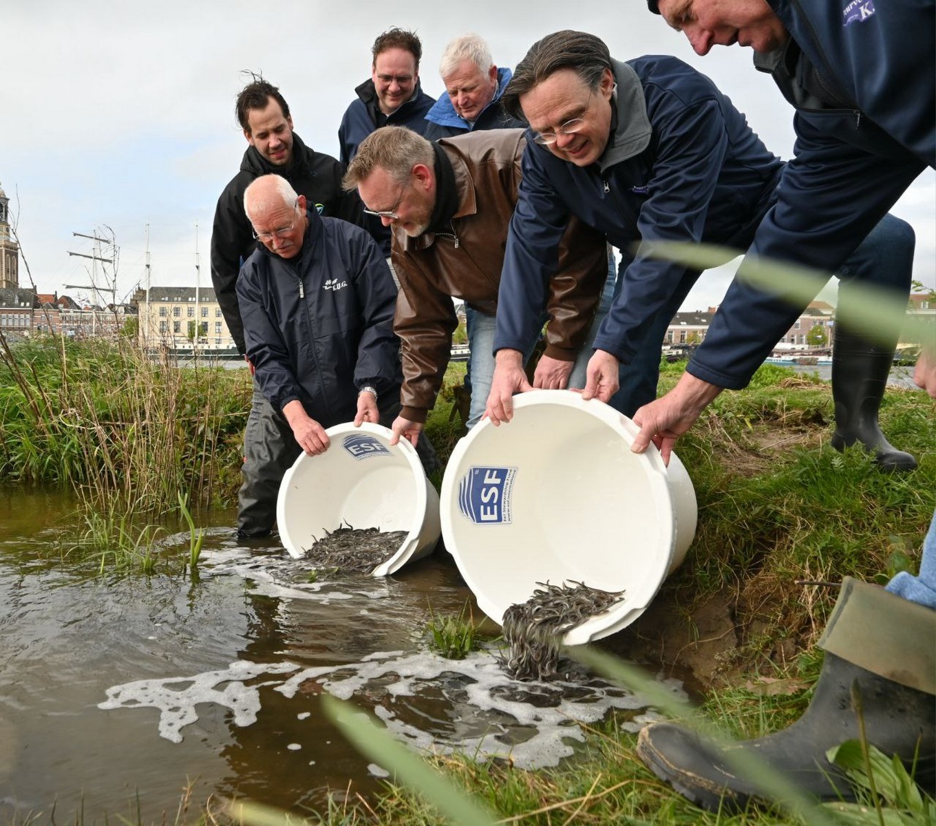 Uitzet jonge palingen in Kampen en Zwartewaterland bevordert herstel palingstand