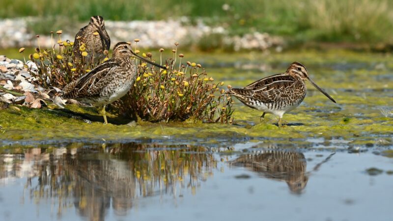 Trekvogels spotten in het Reevediep: een unieke natuurexcursie