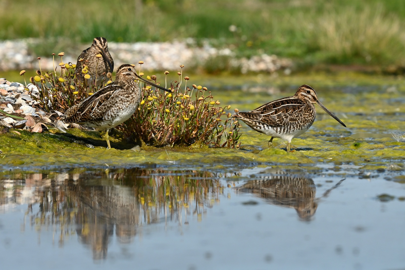 Trekvogels spotten in het Reevediep: een unieke natuurexcursie