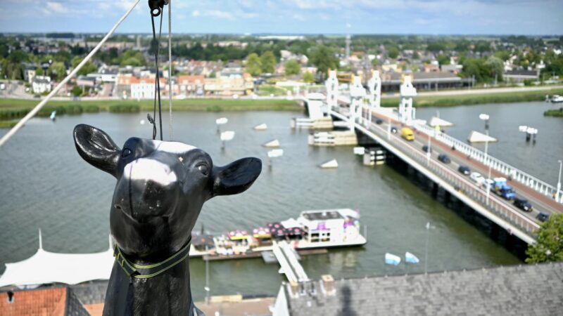 Koe aan de toren, is ie echt of niet?