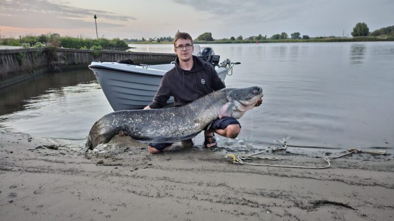 Reusachtige meerval van bijna twee meter gevangen in IJssel bij Kampen