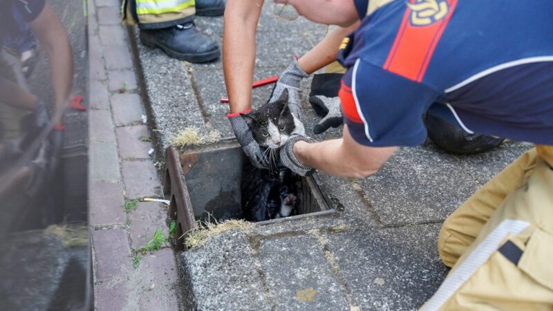 Brandweer redt kat uit benarde positie