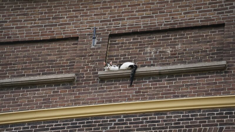 Spectaculaire afloop van kattenredding aan Engelenbergplantsoen