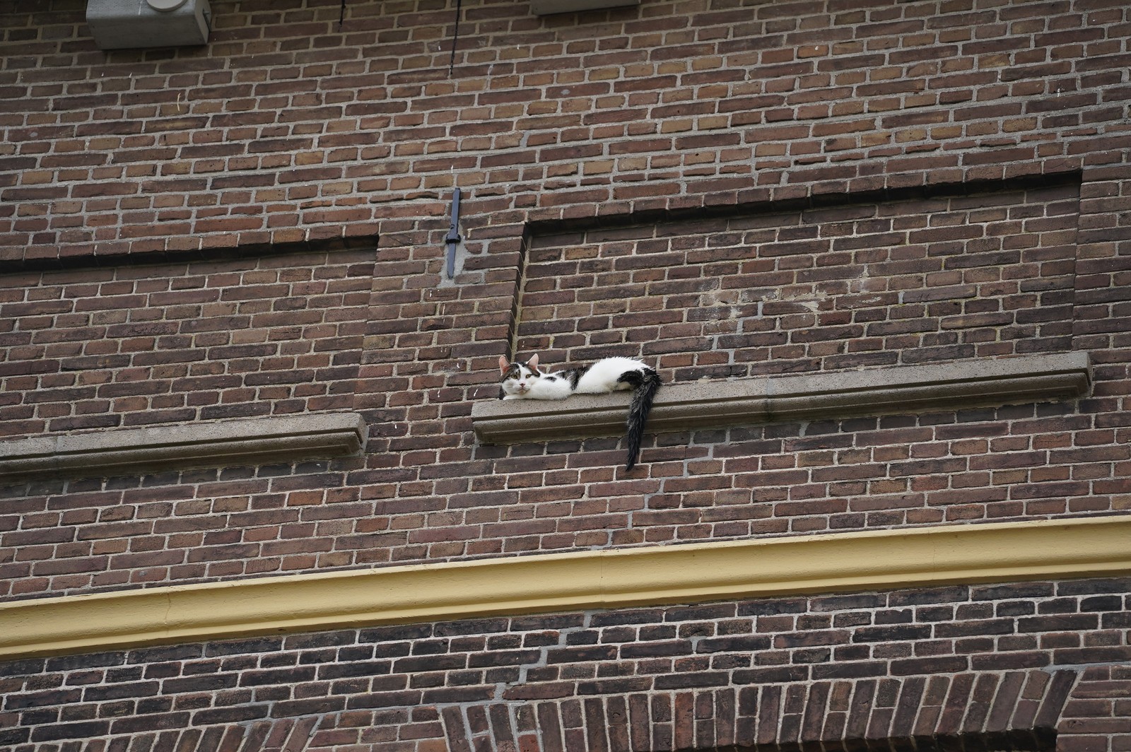 Spectaculaire afloop van kattenredding aan Engelenbergplantsoen
