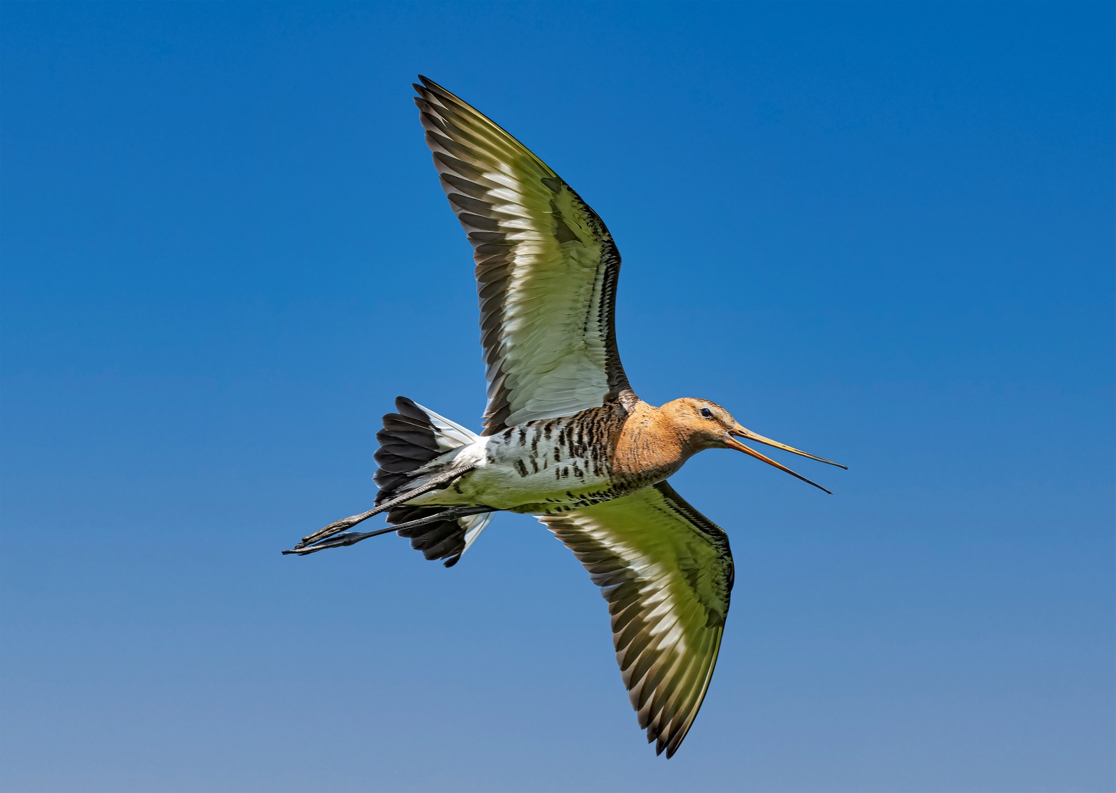 Vogels spotten in het Reevediep